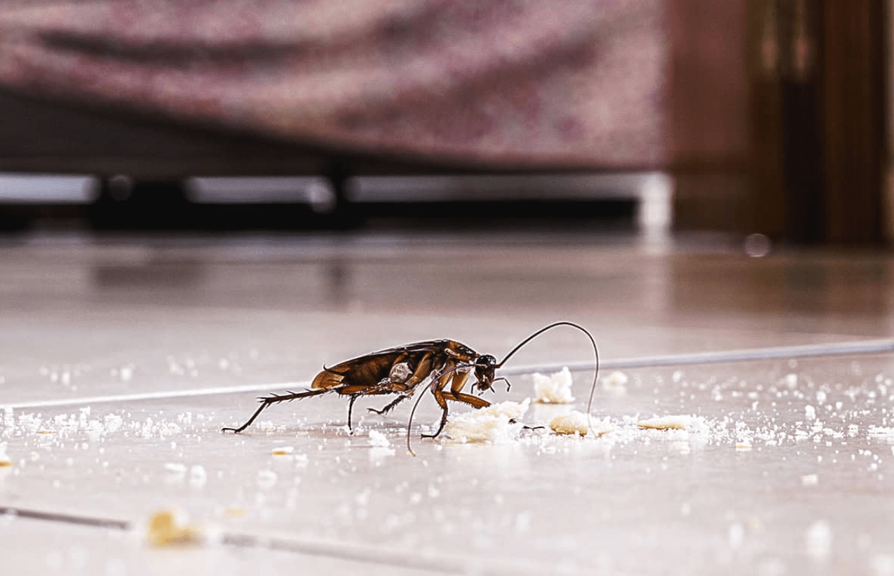 Pest control